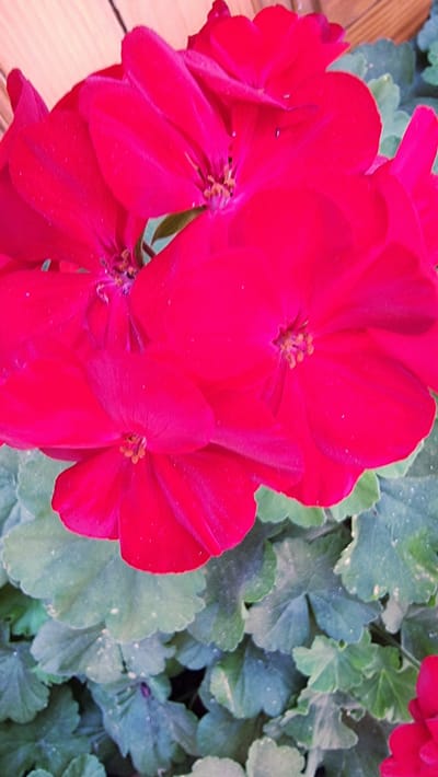 A close-up, overhead, eye-level shot captures a cluster of vibrant pink geranium flowers, their petals velvety and slightly unfocused. The flowers dominate the frame, with their centers showing delicate stamen. Below the blossoms, a backdrop of lush, green, lobed leaves, some with water droplets, provides a natural contrast. The scene is set outdoors, possibly in a garden or balcony setting in Rupit, Spain, hinted at by the presence of a wooden plank in the upper background. There are no people or animals in the image.