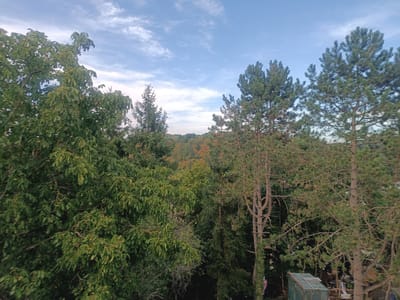 A wide-angle, slightly low-angle shot captures a forest scene with a blue sky and scattered clouds above. In the foreground, a large, leafy green tree dominates the left side of the frame. To the right, several tall pine trees with thin trunks and dense green foliage stand. The background reveals a dense forest with a mix of green and autumn-colored trees, suggesting the season is transitioning. In the lower right corner, a small, weathered greenhouse with a glass roof is partially visible, along with some wooden structures. The scene appears to be in a wooded area, possibly a park or the outskirts of a residential area in Weilburg, Germany. There are no people or discernible actions in the image.