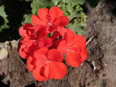A cluster of bright red geranium flowers is in full bloom, with green leaves and a few unopened buds visible in the background. The flowers are the primary subject, positioned centrally in the frame. The environment appears to be a garden or outdoor setting, with dry, dark soil surrounding the plant. The lighting suggests it is daytime, with some shadows cast by the leaves. There is no sign of human presence or activity in the image. The location is identified as Iskra, Kyrgyzstan.