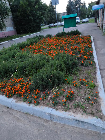 The image depicts a flowerbed filled with vibrant orange marigolds and lush green bushes, bordered by a concrete curb. In the background, a street is visible with several parked cars, a white van, and a bicyclist. A green information board stands near the road, and a building with a blue awning is also present. The scene appears to be set in a residential or public area, possibly in Gal’chino, Russia, given the location context. The lighting suggests it is daytime, likely late afternoon or early evening, with soft, diffused light. The overall atmosphere is serene and domestic, highlighting the beauty of nature within an urban environment. No visible text is present in the image.