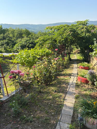 The image depicts a sun-drenched garden path in Gorno Pavlikene, Bulgaria, leading through lush greenery and blooming flowers. The path, constructed of light-colored square tiles, is flanked by a variety of plants, including vibrant pink roses in the foreground and a dense vine-covered trellis on the left. The garden is adorned with several potted plants, some repurposed from red-painted tires, adding a rustic charm. In the background, a dense canopy of trees and rolling hills are visible under a clear blue sky, suggesting a rural or semi-rural setting. The overall impression is one of a well-maintained, tranquil garden bathed in the warm light of a clear day.