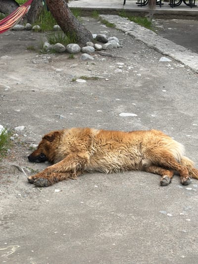 An adult, medium-sized, long-haired, light brown dog is lying on its side on a gravelly surface. The dog's eyes are closed, and its head is resting on the ground. The dog's legs are splayed out. The environment appears to be outdoors, with a tree and some grass visible in the background. There are also some rocks scattered on the ground. The scene suggests a peaceful moment of rest for the animal in a natural or semi-natural setting.