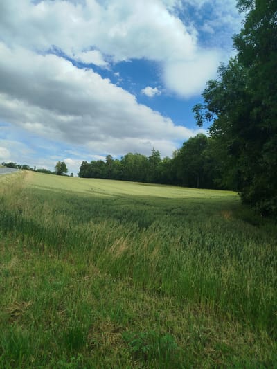 The image depicts a verdant agricultural field in the outskirts of Bad Mergentheim, Germany. The field is predominantly covered with green crops, likely wheat or barley, stretching across a gentle slope. The foreground features taller, wilder grasses bordering the cultivated field. In the mid-ground, a dense line of mature deciduous trees forms a natural border to the agricultural landscape. The background reveals a bright blue sky dotted with fluffy white cumulus clouds, suggesting fair weather. A paved road is visible on the far left, curving upwards along a grassy embankment, indicating the proximity of a rural road. The scene is devoid of any human presence or activity.