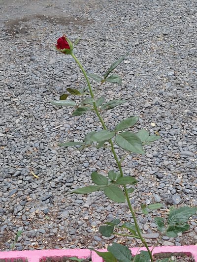 The image displays a single, unopened red rose resting on a bed of small gray gravel. The rose stem, adorned with several green leaves, extends diagonally from the left to the right side of the frame. The rose bud is a deep red color, with some of its outer petals slightly curled and ruffled. The gravel covers the majority of the ground, with a dirt path visible on the far left edge of the image. On the right side, a bright pink border is partially visible, suggesting it might be a planter box or a painted edge of a structure. The lighting suggests it is daytime, with no strong shadows indicating harsh sunlight. The scene is static, with no discernible activity or event. The image is a close-up view of the rose and its immediate surroundings. There is no visible text in the image. The location context is Ақши, Kazakhstan.