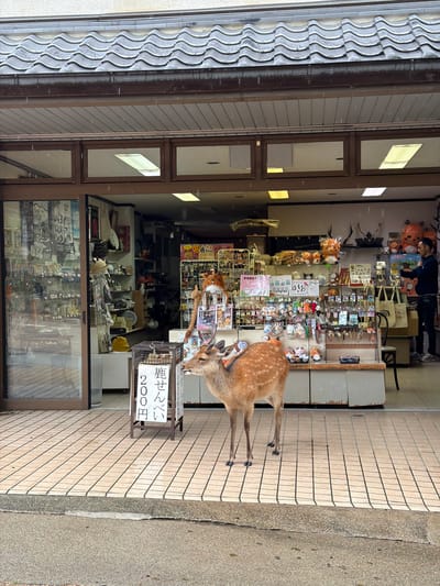 A sika deer stands on a tiled sidewalk in front of an open souvenir shop in Nara, Japan, during what appears to be light rain. The fawn-colored deer, with visible antlers and a red band around its neck, is positioned centrally in the lower half of the frame, facing right with its head slightly turned towards the viewer. To its left is a white A-frame sign displaying "鹿せんべい 200円" (Deer Crackers 200 Yen) in Japanese characters, confirming the location and purpose of the crackers.
The shop, housed in a building with a dark, wavy-tiled roofline, has an open entrance. Its interior is brightly lit, showcasing numerous shelves and display racks filled with various souvenirs, including plush toys, keychains, and other trinkets, many of which appear to be deer-themed. On the far right inside the shop, a man in a dark blue shirt and jeans stands, appearing to arrange items on a display. The shop's left side features glass display cases and shelves with more merchandise. The tiled sidewalk transitions into a darker, wet asphalt street in the foreground. Subtle streaks of water or rain droplets are visible in the air and on surfaces throughout the image.