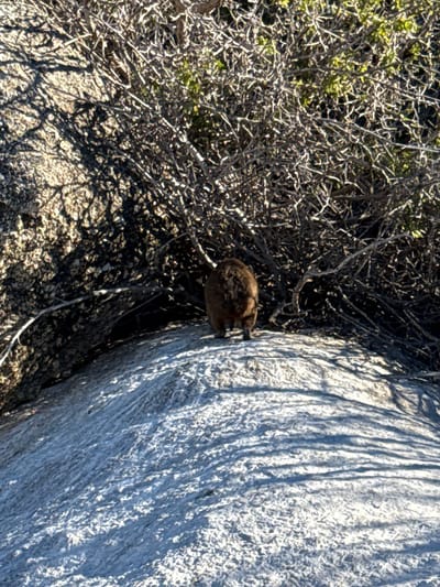 The image shows a rock hyrax next to a light grey rock. The hyrax is brown and appears to be crouched down. Some dry brush and sparse vegetation are also visible. The location is likely Simon's Town, South Africa, based on the presence of a rock hyrax, a common animal found in that region.