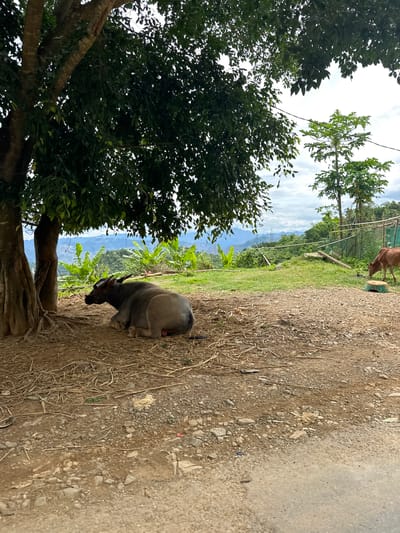 In Bắc Yên, Vietnam, a water buffalo rests on dry, uneven ground beneath the dappled shade of a large tree. Its dark gray body is positioned on its side, facing left. The ground is covered with dry leaves, twigs, and small stones. Behind the buffalo, a grassy slope rises, dotted with banana trees and other vegetation. In the distance, lush, mountainous terrain stretches under a cloudy sky. Further to the right, a light brown cow grazes on the grass near a green, shallow trough. A simple fence is visible in the background. The overall scene depicts a rural, natural environment.