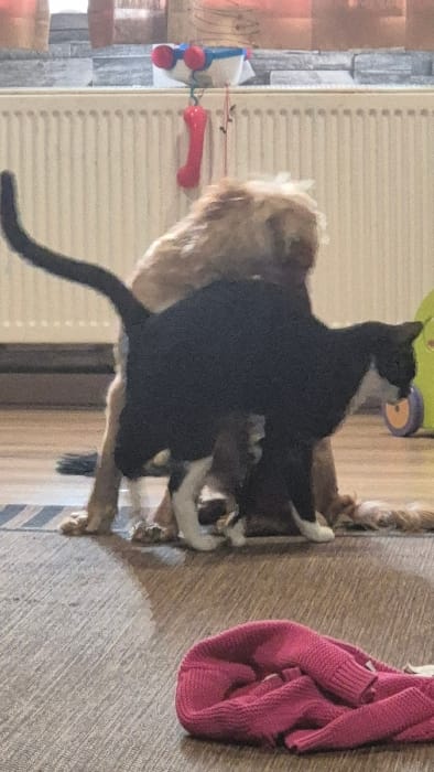 This image depicts an indoor domestic scene within a residence in Melle, Belgium. In the midground, a light brown, fluffy-coated dog is positioned in a seated or recumbent posture, oriented away from the camera. A black and white cat is situated between the dog's hind legs and torso, with its body pressing against the dog's flank. The cat's tail is held erect. The background features a white, horizontally-ribbed radiator mounted beneath a window sill or shelf composed of light grey rectangular tiles. On this surface, a white and blue object with red circular elements is visible, from which a red, bone-shaped item is suspended. To the far right, a portion of a yellow and green toy with an orange wheel is present on the floor. In the foreground, a folded fuchsia-colored knitted garment rests on a light-toned wooden or laminate floor. No human subjects are visible.