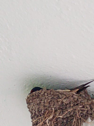 The image displays a dark-colored bird resting within its mud and straw nest, which is attached to a textured, light-colored wall or ceiling in Roza, Bulgaria. The bird, likely a swallow due to its visible forked tail feathers and the nest's construction, has its head tucked low, suggesting it is either brooding, resting, or tending to eggs or young.

The nest is a sturdy, cup-shaped structure built from packed mud pellets, reinforced with dried grasses, straw, and small twigs woven throughout. It is securely affixed to a rough, possibly stucco or painted, white surface that occupies the majority of the background. A soft shadow casts from the nest onto the wall beneath it, indicating a light source from above or the front. The overall scene conveys a quiet, natural moment, showcasing the intricate bird architecture against a simple, man-made backdrop during what appears to be daytime. No people or visible text are present.