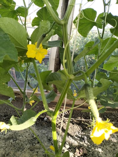 This image shows a close-up view of a cucumber plant growing inside a greenhouse. The plant has large, green leaves and several yellow flowers. Two small cucumbers are visible, one of which is in the foreground and is elongated with a fuzzy texture. The other cucumber is smaller and located higher up on the plant, near a flower. The plant is supported by a white string. The background of the image shows more of the greenhouse structure, including wooden beams and glass panes, as well as other plants and foliage outside the greenhouse. The lighting suggests it is daytime, likely sunny, as there are strong shadows on the ground. The ground appears to be a mixture of soil and sand. There is no visible text in the image. The scene depicts the growth of a vegetable plant in a controlled environment.
