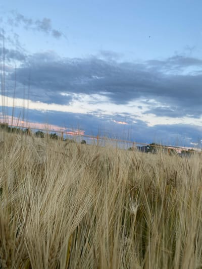 This is a close-up, vertically oriented shot of a field of dry, golden grass, likely wheat or barley, with a cloudy sky in the background. The grass dominates the right side of the frame, with individual stalks appearing wispy and textured. The left side of the image shows a broad expanse of sky with soft, wispy clouds in shades of blue and gray. A thin band of orange light is visible on the horizon, suggesting either sunrise or sunset. A fence line is faintly visible running horizontally across the middle ground, separating the field from what appears to be a distant tree line or a more developed area with buildings. A few small dark specks, possibly birds or insects, are visible in the sky. The overall mood is serene and natural, evoking a sense of open space and the transition of day. The time of day is likely early morning or late evening, indicated by the soft light. The location is Taganrogsky, Russia, suggesting a rural or agricultural setting.