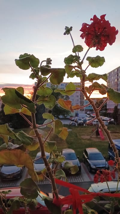 The media file displays a close-up view of a red geranium plant with green leaves, seen from behind glass, likely a window. The plant is in focus, with its branches and foliage filling much of the frame. In the background, a street scene is visible, showing parked cars, buildings, and some greenery, suggesting an urban or suburban setting. The image is oriented vertically, with the top of the plant appearing on the left.
The time of day appears to be either sunrise or sunset, as indicated by the warm, soft light illuminating the buildings and sky in the background, casting a golden glow on some of the leaves. The weather seems clear, with no visible rain or strong wind. The presence of parked cars suggests a residential area.
A distinctive detail is the way the sunlight filters through the leaves and reflects off the glass, creating a slightly diffused and ethereal effect. There is a red ribbon tied to one of the branches, adding a decorative element. No people are visible in the image. The scene evokes a sense of quiet observation, perhaps a moment of reflection while looking out a window at dusk or dawn. The location context of Sokolov, Czechia, places this scene within a European setting. No visible text is present in the media file.