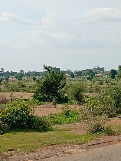 The image depicts a rural landscape in Shuwa, Nigeria, characterized by sparse vegetation and a few buildings in the distance. The foreground features a dirt road with some cracked asphalt, leading to a grassy area with scattered bushes. Beyond the immediate foreground, the terrain is mostly dry earth interspersed with patches of green grass and shrubs. In the middle ground, several trees, some deciduous and others more leafy, dot the landscape. In the background, on a gently sloping hill, are a few small buildings with red and orange roofs, suggesting a small settlement. The sky above is partly cloudy, with white clouds against a pale blue backdrop. The overall impression is one of a dry, open, and sparsely populated rural environment under a bright sky.