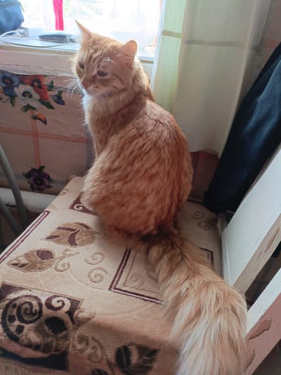 An orange tabby cat with long fur sits on a chair covered with a patterned fabric. The cat is facing left, with its body angled away from the camera. Its tail is long and fluffy, extending down the side of the chair. In the background, there is a window with curtains and what appears to be a tablecloth with floral patterns. A dark object, possibly clothing, is draped on a chair or surface to the right. The scene is indoors.