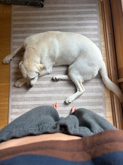 The image shows a light-colored Labrador Retriever dog lying on a striped rug on a wooden floor. The dog is positioned between a wooden doorframe at the top and a seated person on the right. The person is wearing gray sweatpants. The dog is curled with its head near its paws. The scene is indoors. The location in the city of Squamish, Canada, is not discernible.