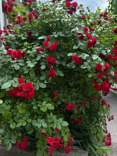 The media file captures a close-up view of a dense bush laden with vibrant red roses. The roses are small and clustered, with many blooms in various stages of opening, some still buds and others fully bloomed. They are interspersed with lush green leaves, creating a rich tapestry of color. The foliage is healthy and full, with no visible signs of damage or disease.

The scene appears to be outdoors, with a glimpse of a cloudy sky in the upper left corner, suggesting overcast weather. The lighting is natural, indicating daytime. To the right and at the bottom of the frame, there are hints of a gray, textured surface, possibly concrete or stone, which could be a pathway, wall, or part of a building. On the far left, a portion of a building with windows and wooden trim is visible, suggesting a residential or garden setting.

The image is focused on the roses and their foliage, creating an immersive visual experience of the plant's natural beauty. There are no people or animals visible in the frame. The overall impression is one of abundance and natural vibrancy, characteristic of a flourishing garden in bloom. The location context of Lobacheve, Ukraine, places this scene in a specific geographical setting, though there are no direct visual cues to pinpoint it beyond the general impression of a garden. There is no visible text in the media file.