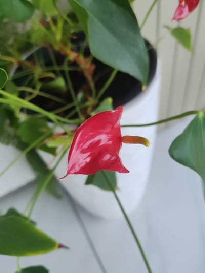 A close-up, high-angle shot focuses on a vibrant red anthurium flower. The flower's waxy, heart-shaped spathe is glossy and reflects light, with a slightly curved, yellow spadix protruding from its center. The flower is positioned in the foreground, slightly off-center to the right. Behind it, out of focus, are lush green leaves and stems of the same plant, along with a white planter. The background consists of a light-colored, vertically striped surface, possibly a wall or blinds, suggesting an indoor setting. The overall impression is of a well-maintained houseplant. No people are visible, and there is no indication of the specific location within the city of Amursk, Russia.