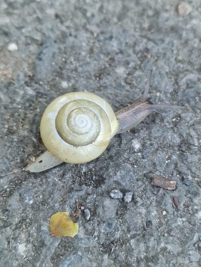 The image captures a light-colored snail moving across a rough, dark gray surface, likely concrete or asphalt. The snail is positioned centrally, extending diagonally from the upper left towards the lower right of the frame. Its shell is a prominent feature, a pale yellow or cream color with a distinct, tightly wound spiral pattern leading to its center. The body of the snail, emerging from beneath the shell, is a light brownish-gray, textured, and extended, with its eyestalks visible, pointing upwards.
The surrounding surface is mottled with various shades of gray, indicating embedded small stones and aggregate. Scattered across this ground are several small pieces of debris. To the upper right of the snail, there is a small, dark brown, rectangular piece of what appears to be wood or bark. Further to the right and slightly below, a yellowish-brown, somewhat crinkled leaf or petal is visible. Other tiny specks and fragments of dirt or grit are also present on the ground.
The lighting is soft and even, suggesting it is daytime, possibly under an overcast sky, as there are no harsh shadows. The perspective is from directly above the snail, providing a clear view of its shell and movement. The scene is an outdoor setting, potentially a path or pavement in Bearpark, United Kingdom. No people are visible, and there is no discernible text in the image.