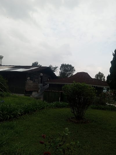 The scene, located in Nghĩa Đồng Commune, Vietnam, depicts a semi-rural landscape under an overcast, light grey sky. The foreground features a well-maintained lawn with dark green grass and planted beds containing rows of broad-leafed herbaceous plants. A centrally placed, dark green shrub, approximately one meter tall, is bordered by a circular enclosure. Faint dark red flowers are visible in the lower left. In the midground, two primary structures are present. The left building is dark-colored, featuring a multi-pitched corrugated metal roof with contrasting lighter and darker sections, indicative of varied age or repair. Its facade shows significant deterioration, with visible damage, exposed material, and a rectangular window opening. Partially visible on the far left is a segment of a taller, white building. The right structure is characterized by a distinctive dark reddish-brown corrugated metal roof with multiple undulations and peaks, consistent with traditional Vietnamese design. Both buildings exhibit dark-toned walls. A low corrugated metal structure or fence connects the two main buildings. A treeline is visible in the background, beneath the uniform grey sky. No people, animals, or vehicles are present.