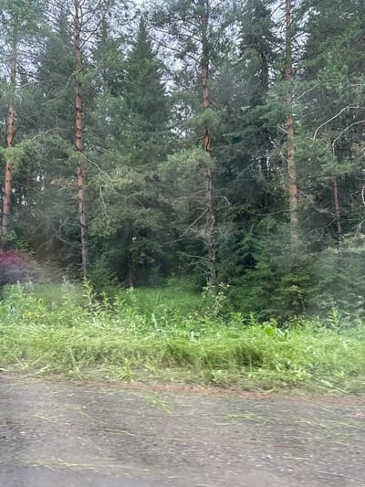 The image depicts a dense forest scene, characteristic of a natural environment. Tall pine trees with rough, reddish-brown bark dominate the landscape, their needles creating a thick canopy overhead. The undergrowth consists of lush green grass and various smaller plants, suggesting a humid and fertile environment. The ground in the foreground appears to be a dirt road, possibly covered with gravel, indicating it is a natural pathway or unpaved road within the forest. There is no visible signage or man-made structures that would definitively place the image in the city of Забегалово, Russia, but the prevalence of pine forests is consistent with the geography of that region. The overall impression is one of a serene and untouched natural landscape, likely captured during daylight hours under an overcast sky. There are no people or animals visible in the image.