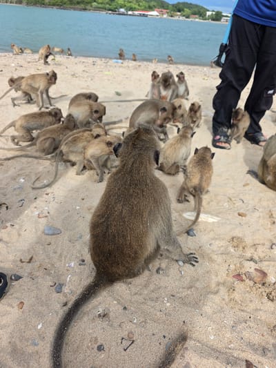 This media file captures a scene on a sandy beach in Bang Sare, Thailand, with a group of monkeys as the primary subjects. A person's legs, clad in black pants and blue shirt, are visible at the top left of the frame, suggesting their presence in the immediate vicinity. The monkeys, mostly young, are scattered across the sand, some interacting with each other, while others appear to be resting or observing their surroundings. The ocean is visible in the background, with lush green foliage on the distant shore, indicating a tropical or subtropical environment. The sand is dotted with small shells and pebbles. The lighting suggests it is daytime, likely sunny. The overall atmosphere appears to be one of a tourist interaction with wildlife, a common occurrence in such locations. There is no visible text in the media file.