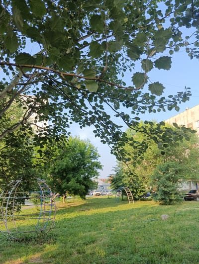 A low-angle shot shows a sun-dappled courtyard in Berdsk, Russia. The foreground is dominated by a large, leafy tree, its branches reaching towards a clear blue sky. Below the tree, a circular metal playground structure, partially rusted and painted with faded blue and pink, stands on a grassy lawn. In the midground, more trees and a small playground arch with pink and blue rungs are visible. Beyond the playground, several cars are parked on a paved area, with residential buildings in the background. The lighting suggests it is late afternoon, with the sun casting long shadows across the grass. The overall impression is one of a quiet, ordinary day in a residential area.