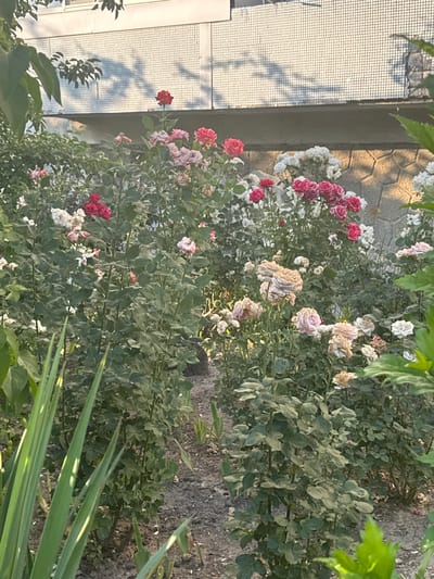 This is a vertical, eye-level, medium shot of a rose bush with a building and a stone wall in the background. The rose bush is full of various colored roses, mostly in shades of pink and white, with some deep red and faded beige blooms. Some of the roses are in full bloom, while others are wilting or have dried petals, suggesting a late summer or early autumn setting. The leaves of the rose bush are a deep green, some appearing slightly dusty.
The background shows a textured stone wall with a hexagonal pattern, illuminated by the warm, golden light of what appears to be late afternoon sun. To the left of the stone wall is a portion of a building facade. This facade is light-colored and has a grid-like texture, possibly a screen or a textured wall. Shadows of branches and leaves are cast on this facade, creating an interesting pattern. A single red rose is visible in the foreground, left of center. In the lower right corner of the image, some long, green grass-like leaves are in sharp focus, with the rose bush and background slightly blurred. The ground beneath the rose bush is dark soil. The overall mood is one of natural beauty, with a hint of decay in the wilting roses. There is no visible text in the image. The location context is Skalyste, Ukraine.
