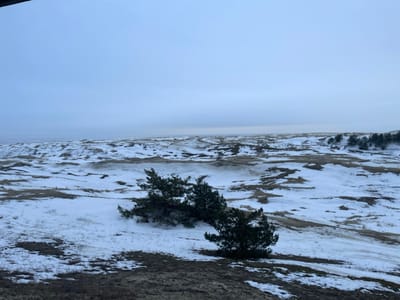 The image depicts a winter landscape within the city of Morskoe, Russia, presenting a panoramic view of snow-dusted dunes under an overcast sky. In the foreground, patches of melting snow are interspersed with dry, brownish vegetation on uneven ground. Two low-lying evergreen trees, likely conifers, are situated centrally on a slight rise, exhibiting a dark green coloration against the white snow. The midground extends into a vast expanse of rolling dunes, predominantly covered in a thin layer of snow, with darker sections of exposed earth or dry grass creating a mottled appearance. Towards the right midground, a distant cluster of small evergreen trees is visible. The horizon line in the background is indistinct, where the pale, blue-grey sky merges with the distant, hazy landscape. No individuals, animals, or man-made structures are present in the scene, which conveys a sense of cold, desolate natural environment.