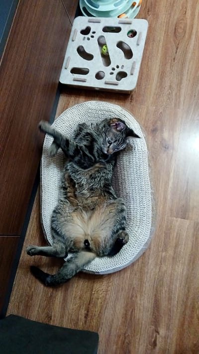 A tabby cat is lying on its back on a round, woven scratching mat. The cat is positioned in the center of the mat, with its legs splayed out. Its head is tilted to the left, and its eyes are partially closed. The cat's fur is a mix of brown, black, and gray stripes. Behind the cat, to the right, is a beige cardboard scratching post with various cut-out shapes, including paw prints and bone shapes. A small yellow ball is visible inside one of the cut-out holes. To the left of the scratching post, a portion of a multi-tiered cat toy with blue and green plastic rings is visible. The scene is set on a wooden floor. There is no indication of the city of Rustavi, Georgia.