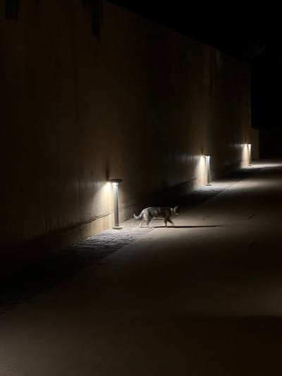 The image captures a nighttime scene on a pathway in Aljezur, Portugal. A grey tabby cat, exhibiting a light-colored collar, is in mid-stride, walking from the left towards the right across the mid-ground. The cat is illuminated by one of a series of modern, short, cylindrical ground lights positioned at intervals along the base of a tall, light-colored wall that extends into the background on the left side of the frame. The pathway features two distinct surfaces: a darker, smoother section in the foreground and a lighter, patterned surface directly adjacent to the wall. The overall environment is dark, with artificial lighting from the ground luminaires casting distinct shadows of the cat and the lights themselves. No human individuals are present.