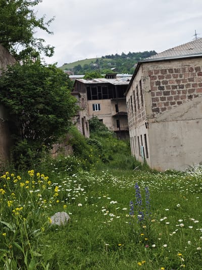 The image depicts an overgrown, partially abandoned urban area with dilapidated buildings and abundant wild vegetation in Gugark, Armenia. In the foreground, a field of wild flowers, predominantly white daisies and yellow wildflowers, covers the ground. A large grey rock is visible amongst the flora. A tall stalk of blue flowers stands out towards the center right of the frame. Behind the field, to the left, is a thick, dense green tree. The middle ground features several multi-story buildings in varying states of disrepair. One building on the right is constructed of brick and concrete, with many open, dark window frames. Adjacent to it is a lighter-colored building with visible balconies and dark-framed windows. Further back, another structure with a rusty metal roof is partially visible. The background shows a green, rolling hill dotted with trees and some smaller buildings. The sky is overcast with grey clouds. The scene suggests a place that has been neglected, with nature reclaiming the built environment.