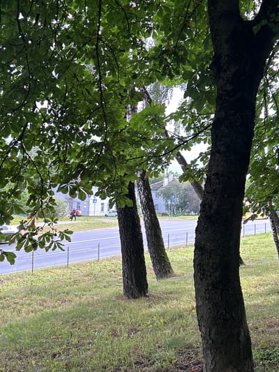 The image shows a roadside scene, with trees in the foreground and a road in the background. The trees have dark, textured bark and lush green leaves, with some sunlight filtering through them. Behind the trees, a paved road with white lines is visible, running alongside a grassy area. A few light poles are spaced along the edge of the road. In the middle distance, there are buildings, including a light-colored structure with a red roof and another building with a facade of light and dark bricks. A person wearing a red jacket is walking on the grass near the buildings, and there is a person on a red scooter or bicycle. A blue and white traffic sign is also visible. The scene appears to be in a suburban or rural area, possibly on a cloudy day given the diffused light. There is no visible text in the image.