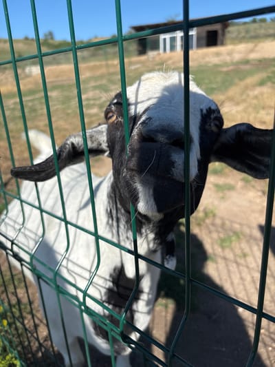 The image shows a black and white goat looking through a green wire fence. The goat's head is tilted and it appears to be curious, with its mouth slightly open. The goat's fur is visible in detail, showing its black and white markings. The fence is a prominent feature in the foreground, with several horizontal and vertical wires creating a grid pattern.
In the background, a dry, grassy field is visible, with some patches of green. A small, rustic wooden structure, possibly a shed or stable, is situated in the distance on the left side of the frame. The sky is a clear, bright blue, suggesting a sunny day. The overall setting appears to be a rural or farm environment. The image is taken from a low angle, looking up at the goat. The lighting suggests it is daytime, likely mid-morning or afternoon, given the bright sunlight and shadows. There are no people or text visible in the image. The focus is on the goat and its interaction with the fence.