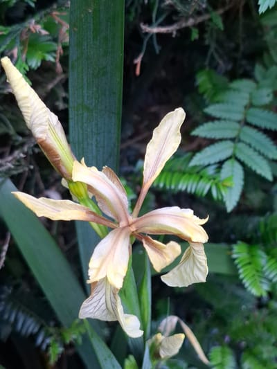 A pale yellow iris flower is in bloom, with delicate brown veining on its petals. The flower is partially closed and its stem is a vibrant green, surrounded by lush foliage. The background is a soft blur of green leaves and darker shadows, suggesting a natural setting, possibly a garden or woodland. The image is taken in Middleton Tyas, United Kingdom.