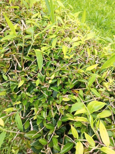 A close-up shot reveals a dense patch of foliage. Fine-leaved, dark green shrubs intertwine with taller, vibrant green grass-like plants featuring distinct parallel veins. The shrubs bear tiny, rounded leaves, adding textural contrast. Brownish stems add depth. The overall impression is a lush, untamed natural setting.