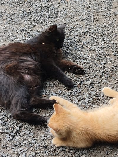In Poltavka, Ukraine, two cats are resting on a gravel surface. One cat is long-haired and black, lying on its side with its legs extended. A small wound or sore is visible on its underside, characterized by pinkish, raised skin. The second cat is shorter-haired and a ginger or orange color. It is also lying down, facing the black cat, with its paws extended towards the black cat's paws. The cats appear relaxed and are positioned close to each other on the textured ground, which is covered in various shades of grey gravel. The scene suggests a peaceful moment, possibly during the daytime, given the visible light. There is no visible text in the image.