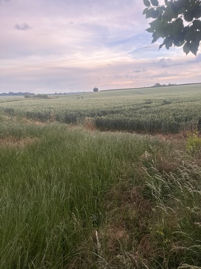The image depicts a wide-angle view of a field with crops, likely wheat, stretching into the distance under a cloudy, pale pink and blue sky. In the foreground, tall green grass and some drier, brown vegetation are visible. A path or track is visible in the middle distance, cutting through the field. Power lines stretch horizontally across the upper portion of the frame. A lone tree stands on the horizon to the right, and a line of trees and hedges forms the distant boundary of the field. The overall impression is of a rural landscape, possibly at dawn or dusk, given the soft lighting and pastel sky. The location is identified as the Borough of Swale, United Kingdom, suggesting it is a scene from a countryside area within that borough. No people or specific actions are depicted.