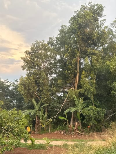 This image depicts an outdoor scene with lush vegetation and a cloudy sky. In the foreground, a dirt path winds through dry grass and reddish-brown soil. The middle ground is dominated by a dense cluster of trees and plants, including several banana trees with their distinctive large leaves, and other trees with full canopies. One particularly tall tree with a light-colored trunk stands out among the greenery. The background consists of more trees and foliage, with hills visible in the distance. The sky above is overcast with soft, muted colors, suggesting it may be early morning or late afternoon. There are no people or animals visible in the image. The scene appears to be a rural or semi-rural area, possibly a garden or a clearing within a forest. The location is specified as Pơng Drang, Vietnam.