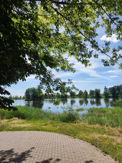 This is a vertical, medium-angle, eye-level shot of a tranquil lakeside scene in Belarus. The foreground is dominated by a paved walkway made of grey rectangular bricks, with dappled shadows cast by overhead foliage. To the right of the walkway is a grassy area with patches of dry, yellowing grass interspersed with green.
Beyond the grassy bank, a calm lake stretches across the middle ground, reflecting the lush green trees and the bright blue sky. The water is bordered by tall reeds and other aquatic vegetation, creating a natural transition between land and water. In the distance, a line of trees, some forming a small, wooded island in the lake, stretches along the opposite bank, their reflections clearly visible in the water. The sky is a vibrant blue, dotted with wispy white clouds and illuminated by bright sunlight, suggesting a clear and pleasant day.
The foliage of a large tree, with its leaves and branches in focus, drapes from the top of the frame, adding depth and a sense of being enveloped by nature. The overall mood of the image is peaceful and serene, evoking a feeling of quiet contemplation. There is no visible text in the image.