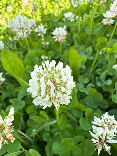 A close-up, eye-level shot shows a patch of white clover flowers and green leaves in Багушэўскі сельскі Савет, Belarus. The main subject, a fully bloomed white clover flower, is in the center foreground, with its delicate petals fanning outwards. Several other white clover flowers, some in full bloom and others faded, are scattered throughout the background, appearing slightly out of focus. Lush green clover leaves form a dense ground cover, with some taller blades of grass interspersed. The lighting suggests it is daytime, with sunlight illuminating the scene and creating a vibrant green hue. No people or animals are present.
