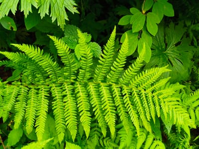 The image is a close-up, overhead shot of vibrant green ferns and other foliage. The primary subject is a large fern frond stretching across the center of the frame, with its delicate, serrated leaflets fanning out. The surrounding plants are a lush green, creating a dense, natural environment. The lighting suggests it is daytime, with dappled light illuminating some of the leaves and casting shadows in the background. There are no people, animals, or man-made objects visible. The image appears to have been taken in a forest or garden setting. There is no information in the image to suggest it is located in Gusyra, Russia, or any specific city.