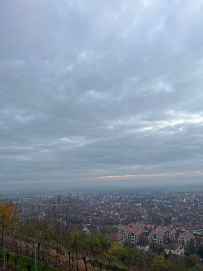 An elevated, wide-angle photograph captures a panoramic view of Obernai, France, under an overcast sky. The foreground features a dormant vineyard with trellised vines, mostly bare, and sparse deciduous foliage displaying remnants of yellow and green. Below the vineyard, the midground reveals a dense urban landscape characterized by numerous residential and commercial buildings with predominantly dark red or terracotta-tiled pitched roofs. A prominent religious structure with two distinct spires is visible on the left side of the town. Towards the lower right, a cluster of modern, multi-story buildings with identical, light red-orange gabled roofs stands out. The background shows the city extending into a hazy distance, merging with a flat, indistinct horizon under a continuous blanket of gray clouds. No individuals or specific actions are discernible within the frame. The overall lighting is muted and diffused, suggesting a late autumn or winter day.