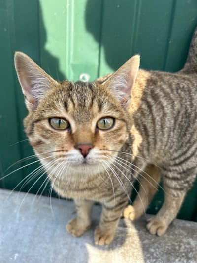 A medium close-up shot captures a domestic tabby cat, characterized by its brown, tan, and black striped fur, standing and looking directly at the viewer. The cat has prominent green-gold eyes, a pinkish-brown nose, and long white whiskers fanned out from its muzzle. Its ears are erect and pointed. The animal is positioned on a light gray, textured ground surface, likely concrete. In the background is a vertical, dark green corrugated metal surface, possibly a fence or wall, with a small, light-colored circular fixture visible approximately in the center behind the cat's head. Strong natural light, casting distinct shadows on both the background and foreground, illuminates the scene. This scene is located in Voskresensk, Russia.