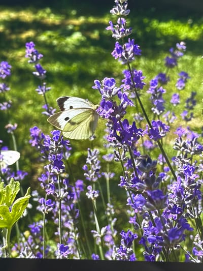 A white butterfly with black markings is perched on a stalk of purple lavender. The lavender is in bloom, with many purple flowers clustered together. The background is a blur of green foliage and sunlight, suggesting an outdoor setting. There is another white butterfly partially visible to the left of the main subject. The scene is likely in a garden or park. This image was taken in Oryahovo, Bulgaria.