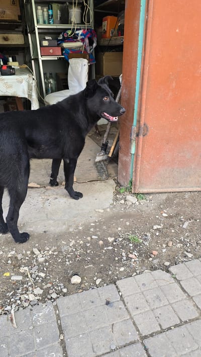 A medium-sized black dog with light brown eyes stands on a concrete floor next to an orange door. The dog is facing to the right and its mouth is slightly open, revealing its teeth and tongue. Behind the dog, there is a shelf unit filled with various items, including bottles, boxes, and bags. A table covered with a white tablecloth is visible to the left of the shelf unit. The ground is a mix of concrete and dirt, with scattered rocks and debris. The scene appears to be an outdoor storage area or a workshop. The image location is identified as Abinsk, Russia.