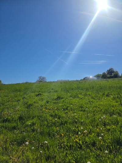 This image captures a vibrant, sunny landscape in Görgeshausen, Germany, primarily featuring a large expanse of lush green grass. The foreground and middle ground are dominated by this verdant field, which is densely dotted with numerous bright yellow dandelions in bloom and white, fluffy dandelion seed heads.

The upper portion of the image reveals a clear, brilliant blue sky. A bright sun is prominently featured in the upper left, emitting strong lens flare and rays that stretch across the sky. Several thin, white contrails from airplanes are visible, crisscrossing the blue expanse.

On the distant horizon line, beyond the grassy slope, a few trees are scattered, and a building or structure can be seen, its roof reflecting the intense sunlight. A faint, dark fence line runs along the middle ground on the left side of the frame. The time of day appears to be mid-morning or early afternoon due to the sun's high position and strong light. The weather is clear and bright. The scene evokes a sense of natural beauty and serenity. No human activity or visible text is present.