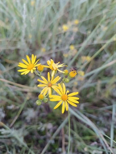 A close-up, vertical shot captures several small, bright yellow flowers with slender petals and orange-brown centers, blooming amidst out-of-focus green grass and foliage. One flower on the left is fully open, while others are partially open or in bud. A small, light brown insect, possibly a bee or wasp, is perched on a yellow bud towards the top right of the frame. The background consists of soft-focus, elongated green and grayish blades of grass, creating a natural, outdoor environment. The scene appears to be in a natural setting within or near the city of Qaratherel, Kazakhstan, given the context of the provided location. The lighting is natural and diffused, suggesting it might be overcast or early morning/late evening.