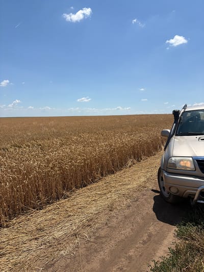 In Kozlovets, Bulgaria, on a sunny day, a gold-colored SUV with a snorkel is parked on a dirt track adjacent to a field of ripe wheat. The wheat stalks are a golden-brown color, indicating they are ready for harvest, and some stalks have been cut and lie on the ground near the track. The sky is a clear blue with scattered white clouds, and a contrail from an aircraft is visible in the upper left quadrant of the sky. The terrain appears flat, characteristic of agricultural land.