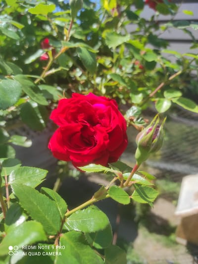 A close-up, low-angle shot captures a vibrant red rose in full bloom, positioned slightly to the left of the center. The rose exhibits numerous layered petals and a rich, velvety texture. To the right of the main bloom, a single rose bud, partially open and showcasing its green sepals and hints of red petals, stands erect. The rose bush features lush green leaves, some with serrated edges and visible veins, interspersed with thorny stems. The background is softly blurred, revealing more greenery, a hint of a fence or lattice structure, and an out-of-focus light-colored object, possibly a planter or piece of garden furniture. The lighting suggests a sunny day, casting subtle shadows. The scene is located in the city of Hirnyk, Ukraine, indicated by the watermark in the lower left corner displaying "REDMI NOTE 9 PRO AI QUAD CAMERA."