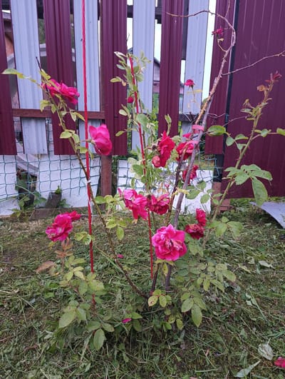 This media file depicts a rose bush in front of a wooden fence. The rose bush has several pink flowers, some of which appear to be wilting, and green leaves. Red stakes are supporting some of the branches of the rose bush. The fence behind the bush is made of vertical planks, alternating between dark red and a lighter, possibly white or silver, color. A section of chain-link fence is visible below the wooden fence. The ground is covered in grass and what appears to be mowed grass clippings, suggesting recent yard work. The scene appears to be outdoors, likely in a garden or backyard, with a rural or suburban setting given the fence and the general appearance of the vegetation. The lighting suggests it might be daytime, possibly overcast or early morning/late afternoon due to the subdued light. There is no visible text in the image. The overall impression is a slightly unkempt garden scene with a focus on the rose bush.